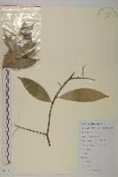 大果衛矛藏品圖，第1張