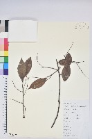 黃背越橘藏品圖，第1張