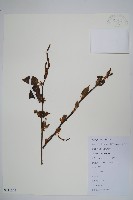 雷公鵝耳櫪藏品圖，第1張