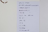 雷公鵝耳櫪藏品圖，第2張