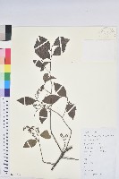 米飯花藏品圖，第1張