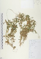 碎米薺藏品圖，第1張