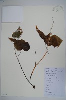 秋海棠藏品圖，第1張