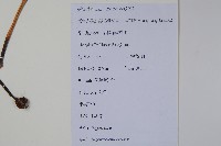 秋海棠藏品圖，第2張