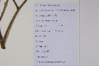 長葉野扇花藏品圖，第2張