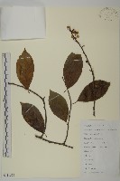 哥蘭葉藏品圖，第1張