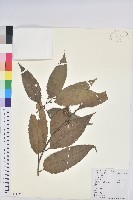 錐栗藏品圖，第1張