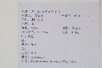 樹參藏品圖，第2張