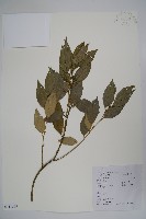 長葉野扇花藏品圖，第1張