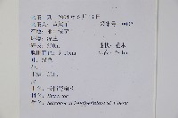 長葉野扇花藏品圖，第2張