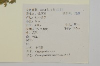 臭杏、土荊芥藏品圖，第2張