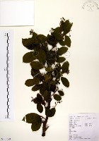 灰木藏品圖，第1張