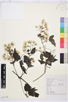 粗齒鐵線蓮藏品圖，第1張