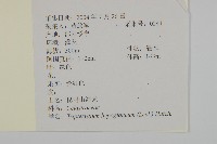 昆明山海棠藏品圖，第2張