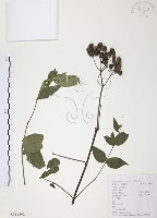 灰色木藍藏品圖，第1張