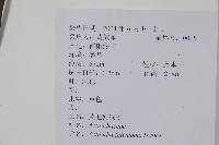 棕毛獼猴桃藏品圖，第2張