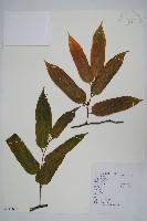 小花八角楓藏品圖，第1張