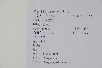 小花八角楓藏品圖，第2張