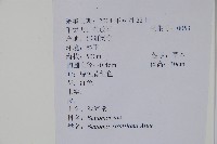 秋海棠藏品圖，第2張