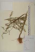 茵蔯蒿藏品圖，第1張