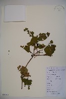 登錄號:S111608藏品圖，第1張