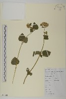 霍香薊藏品圖，第1張