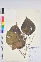 小果野桐藏品圖，第1張