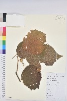 毛桐藏品圖，第1張