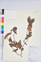 溪畔杜鵑花藏品圖，第1張