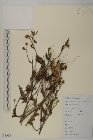 杓兒菜藏品圖，第1張