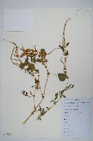 刺莧藏品圖，第1張