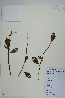 鼠李冬青、滿樹星藏品圖，第1張