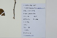 鼠李冬青、滿樹星藏品圖，第2張