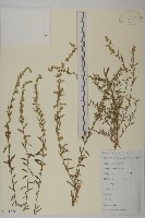 魁蒿藏品圖，第1張