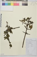 薄葉鼠李藏品圖，第1張