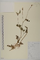 鬼針舅藏品圖，第1張