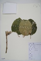 毛花楊桃藏品圖，第1張