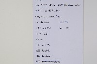 毛花楊桃藏品圖，第2張