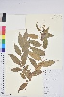 滇白珠藏品圖，第1張