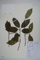 鐵冬青藏品圖，第1張