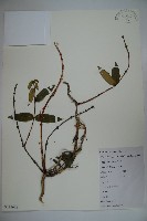 忍冬、金銀花藏品圖，第1張