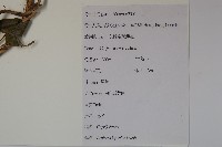 忍冬、金銀花藏品圖，第2張