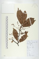 杜英、山杜英、蘭嶼杜英藏品圖，第1張