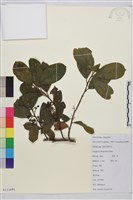 鈍齒鼠李藏品圖，第1張