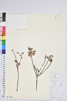 齒緣吊鐘花藏品圖，第1張