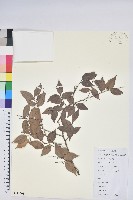 米飯花藏品圖，第1張