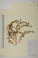 臭杏、土荊芥藏品圖，第1張