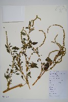 刺莧藏品圖，第1張