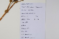 刺莧藏品圖，第2張