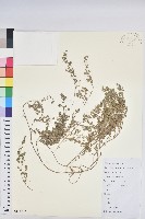 地錦藏品圖，第1張